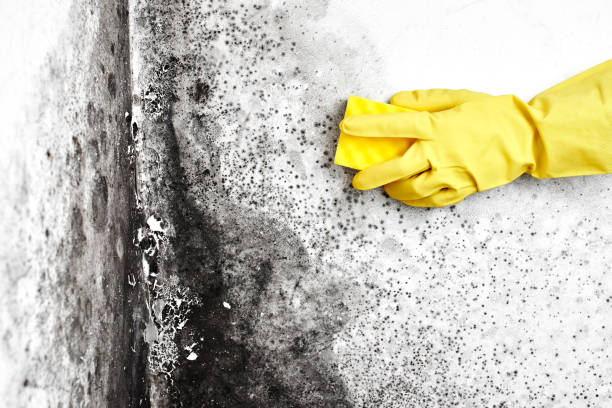 Best Mold Removal and Inspection  in Severance, CO