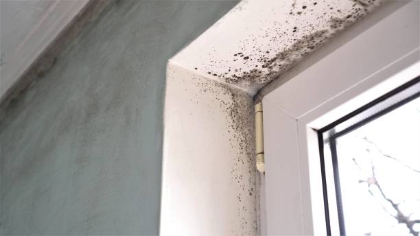 Trusted Severance, CO Mold Removal Experts