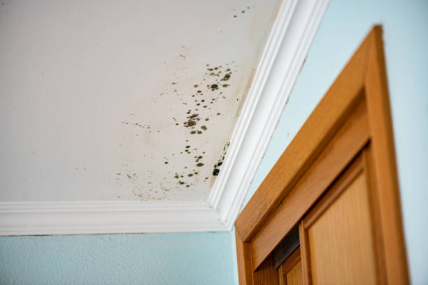 Best Affordable Mold Removal  in Severance, CO