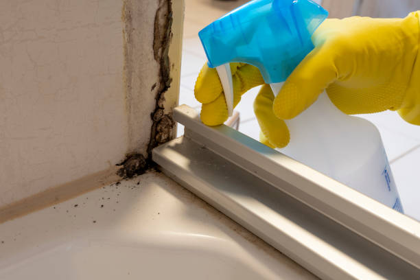 Best Best Mold Removal Companies  in Severance, CO