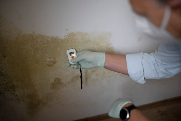 Best Office Mold Removal Services  in Severance, CO