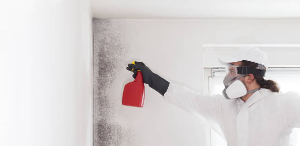 Best Home Mold Removal  in Severance, CO