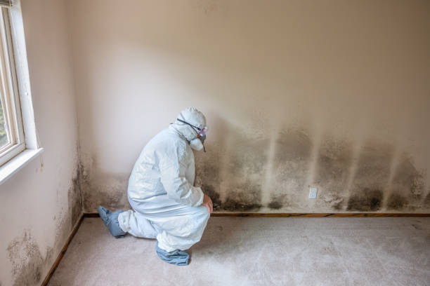 Best Attic Mold Removal  in Severance, CO