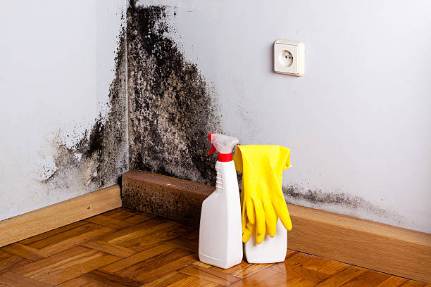 Best Office Mold Removal Services  in Severance, CO