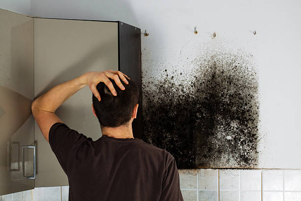 Best Mold Remediation Experts  in Severance, CO