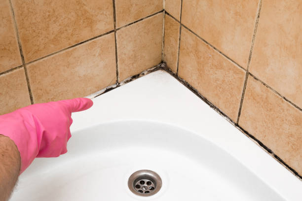 Professional Mold Removal in Severance, CO